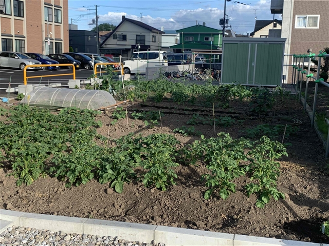 菜園の様子 2021年7月